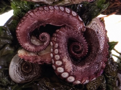 Klingon Mollusk image 1