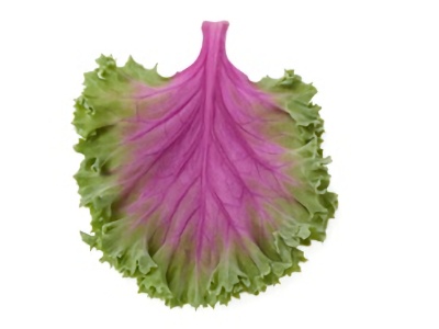 Oskoid image 1